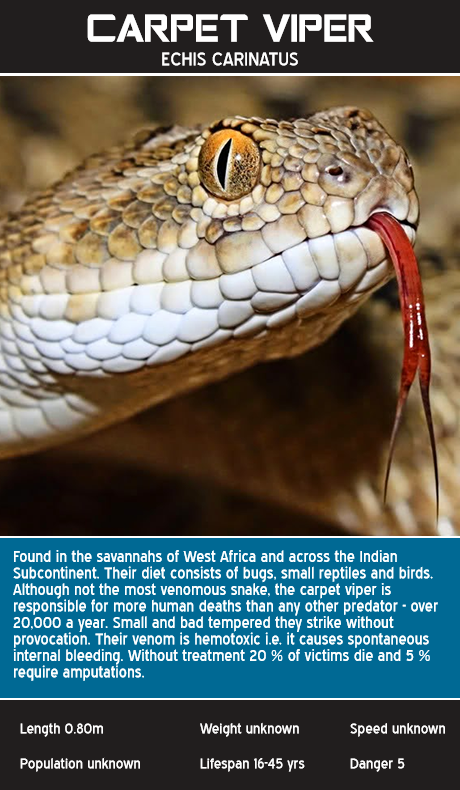 Carpet Viper